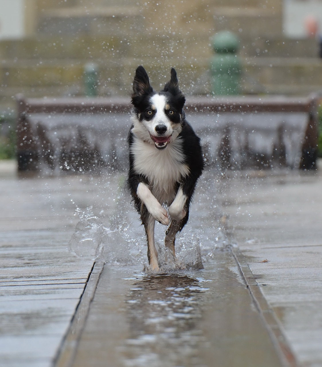 border collie fountain city running dog free photo