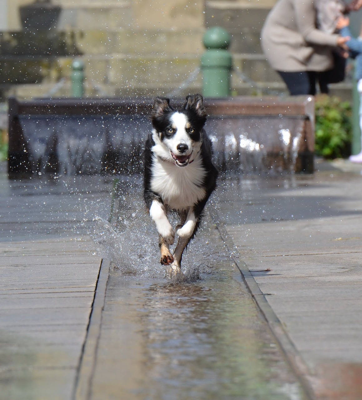 border collie fountain city running dog free photo
