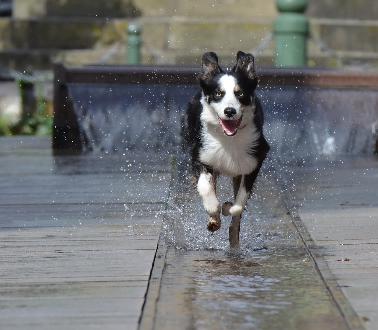 border collie fountain city running dog free photo