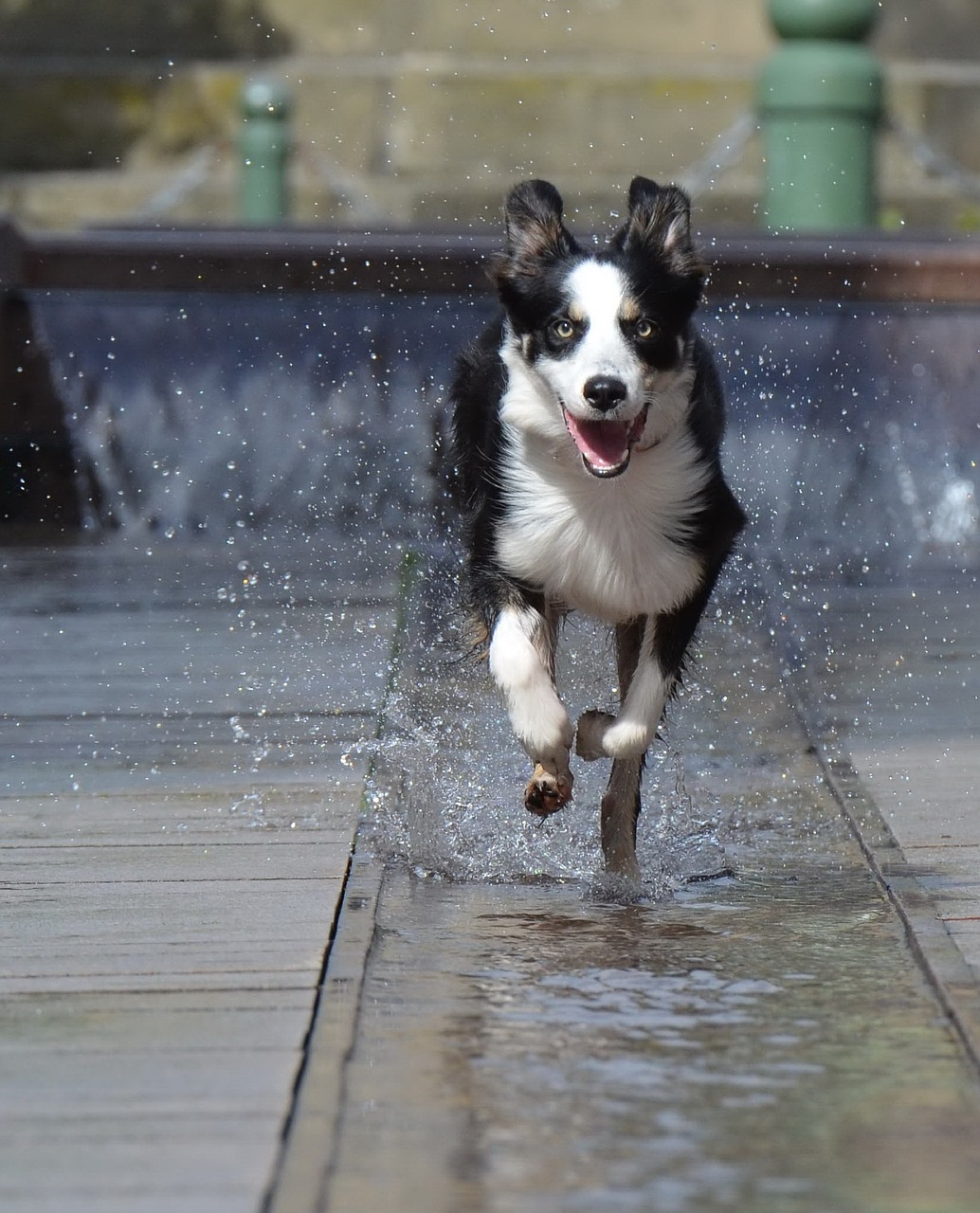 border collie fountain city running dog free photo