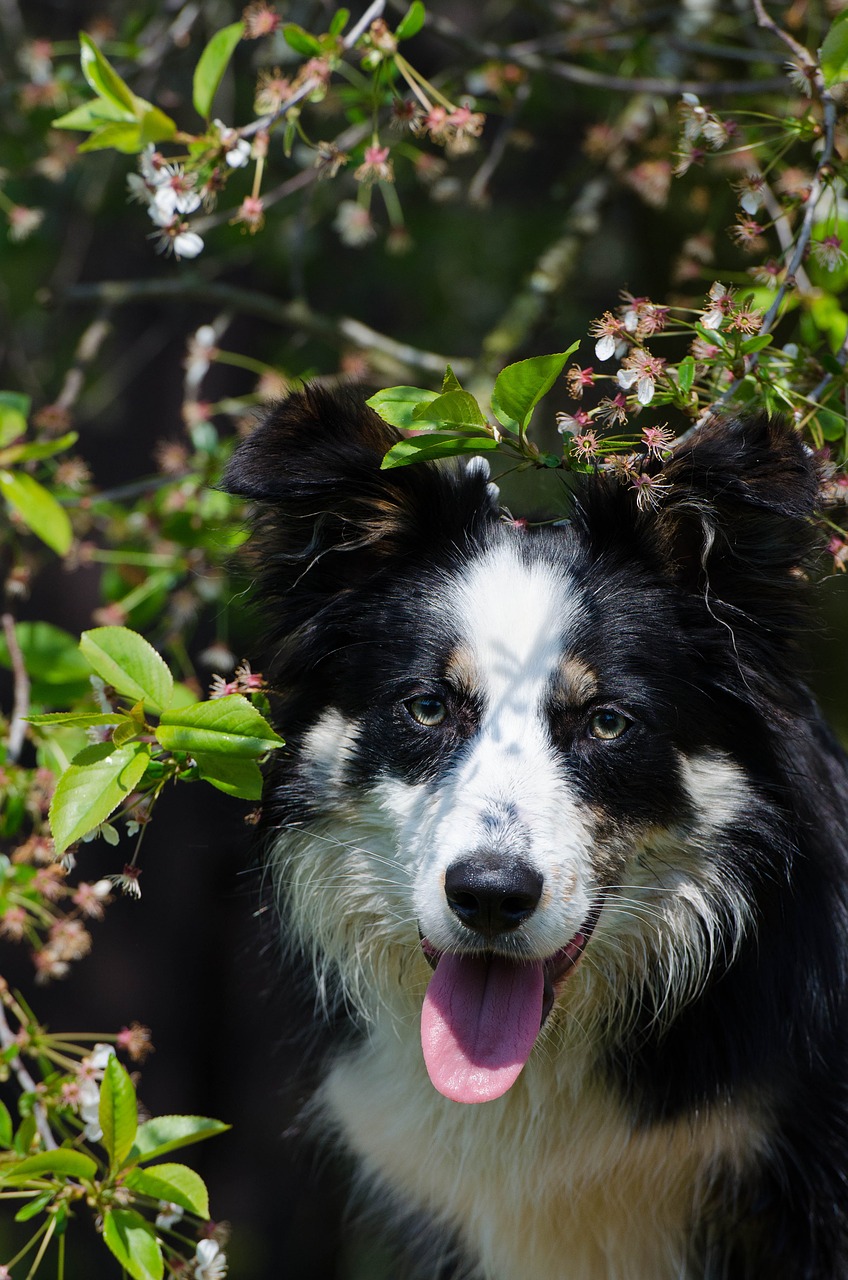 border collie portrait cherry free photo