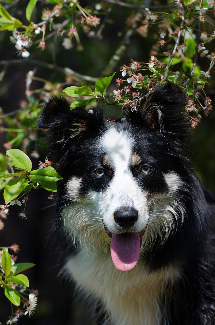 border collie portrait cherry free photo