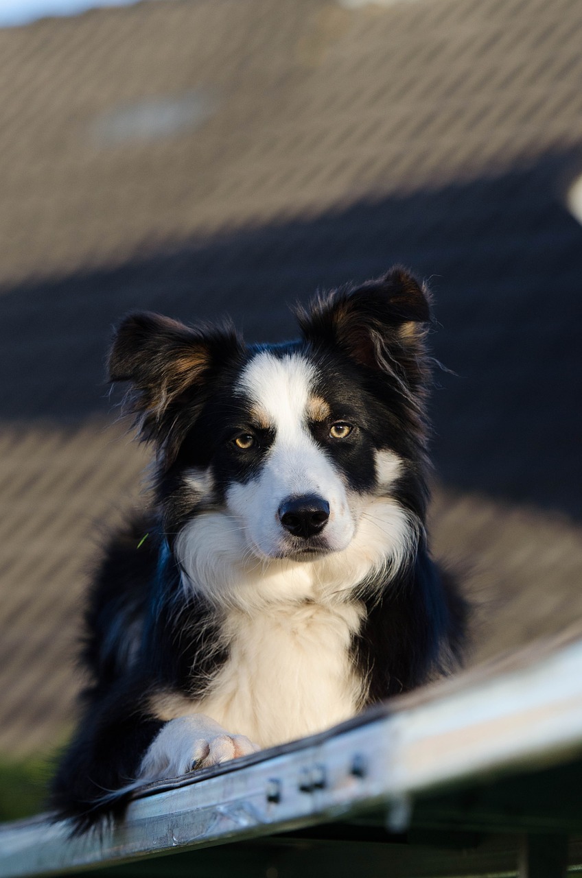 border collie three coloured attention free photo