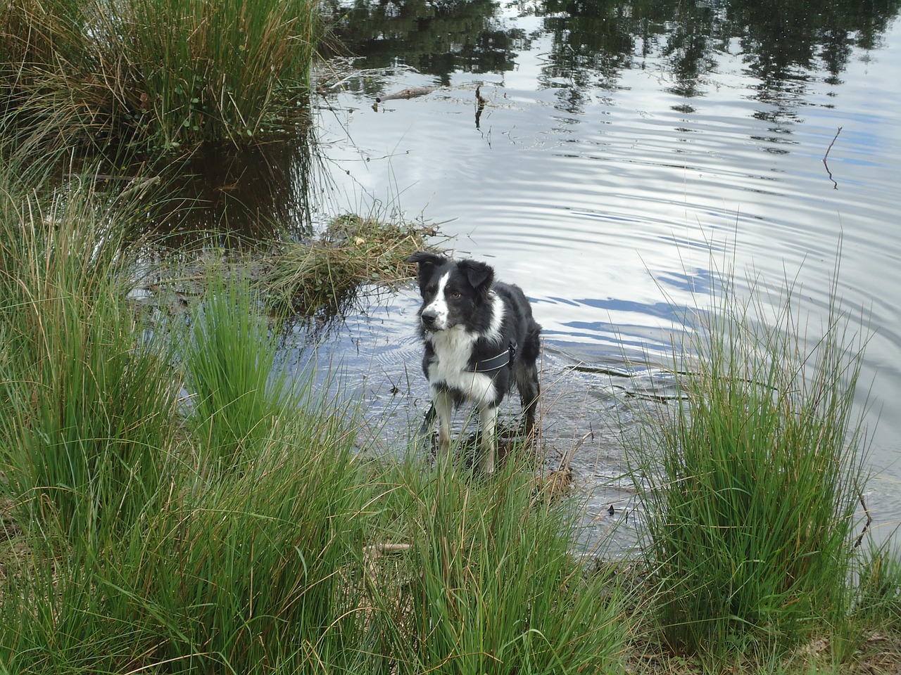 border collie water ven free photo