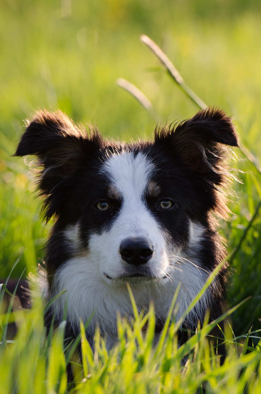 border collie three coloured portrait free photo