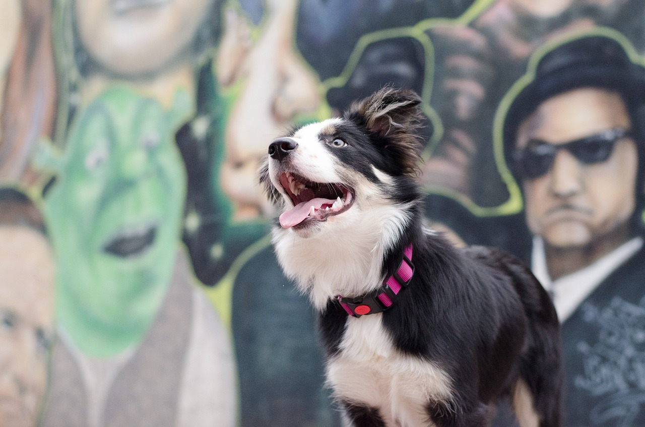 border collie graffiti colorful free photo