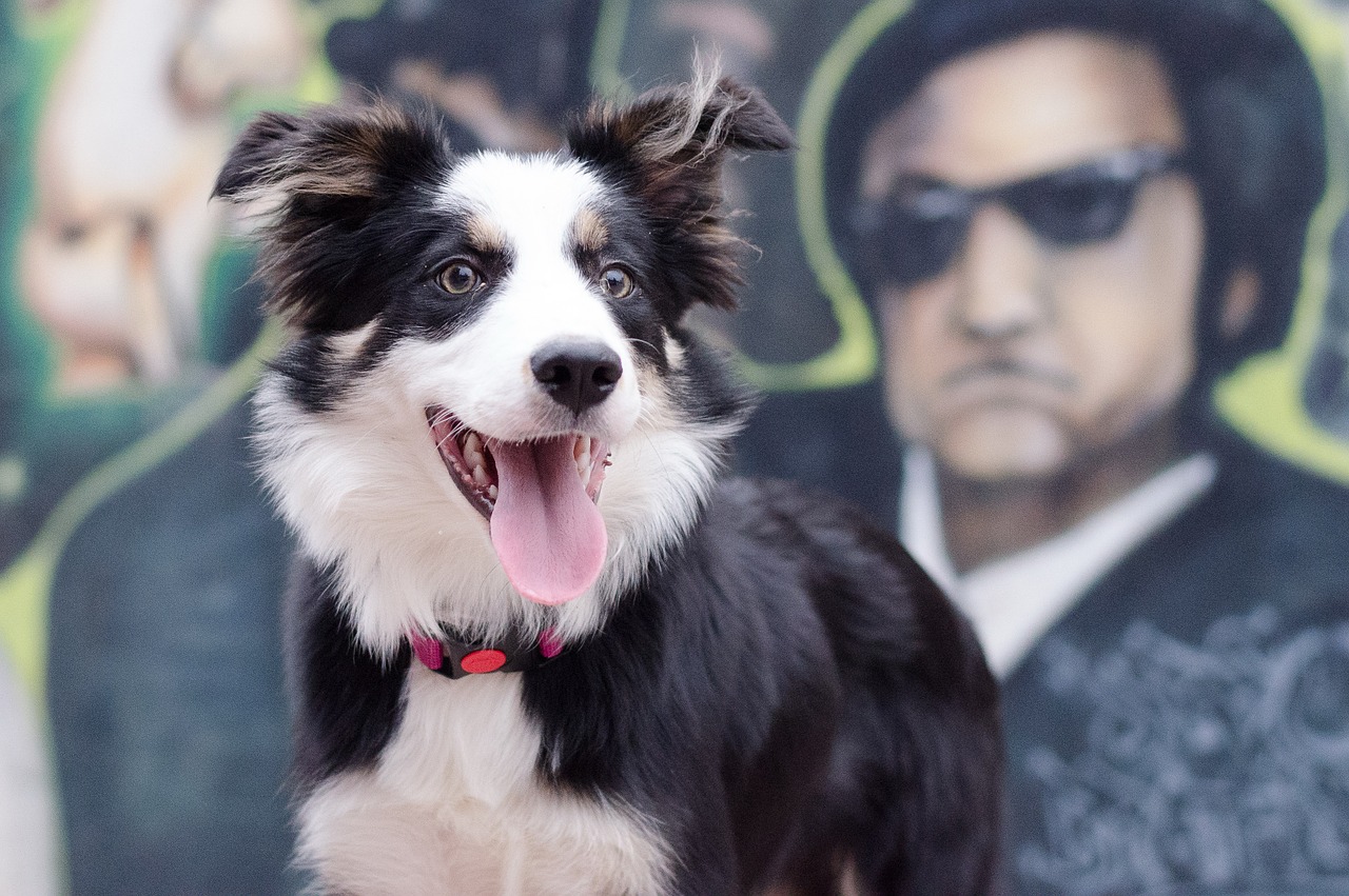 border collie graffiti colorful free photo