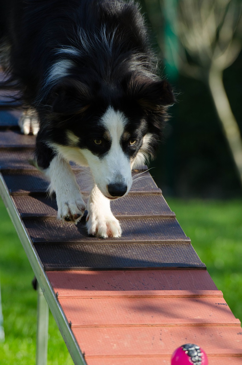 border collie agility catwalk free photo