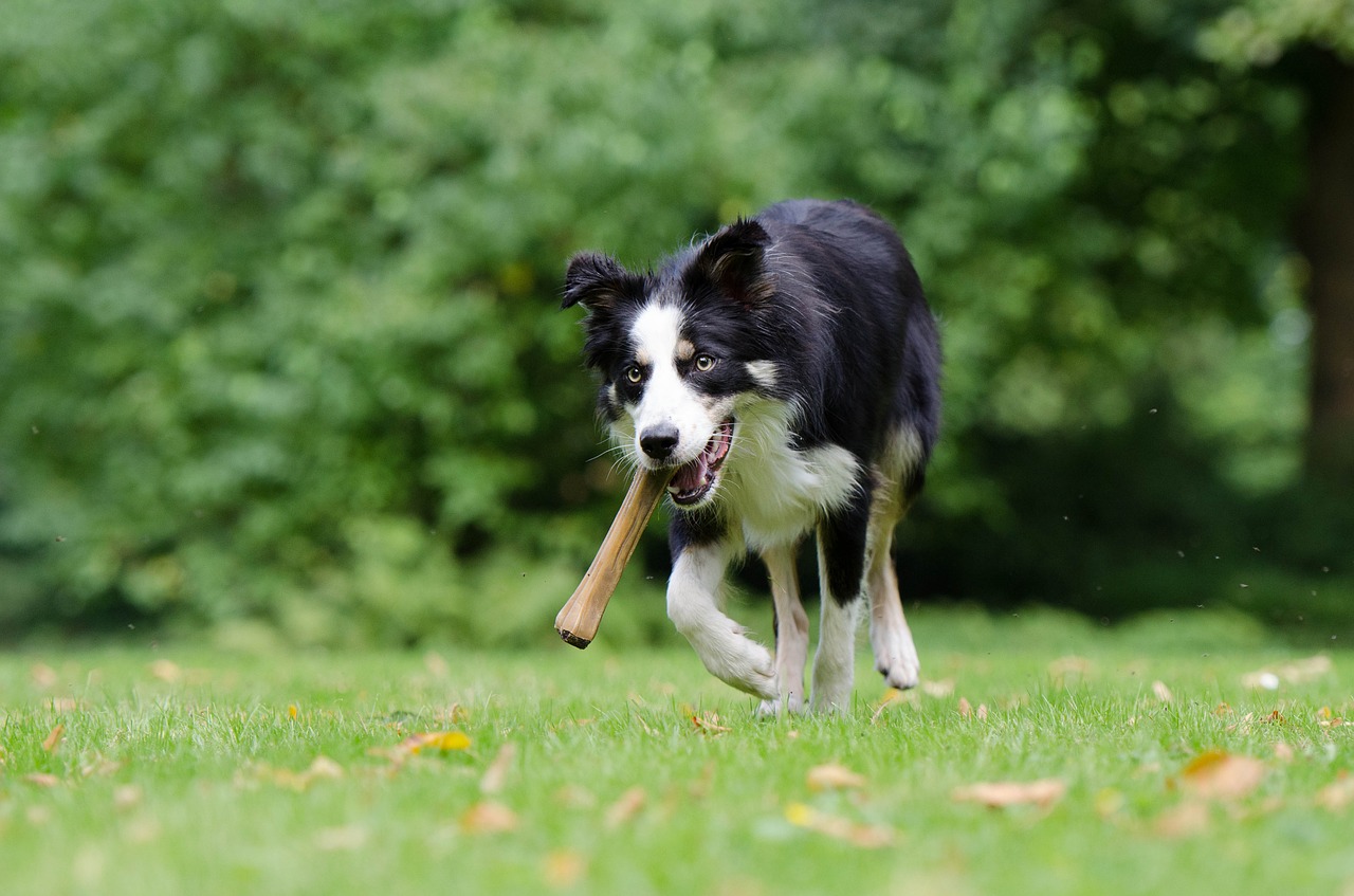 border collie dog with a bone dog with a bone in the mouth free photo