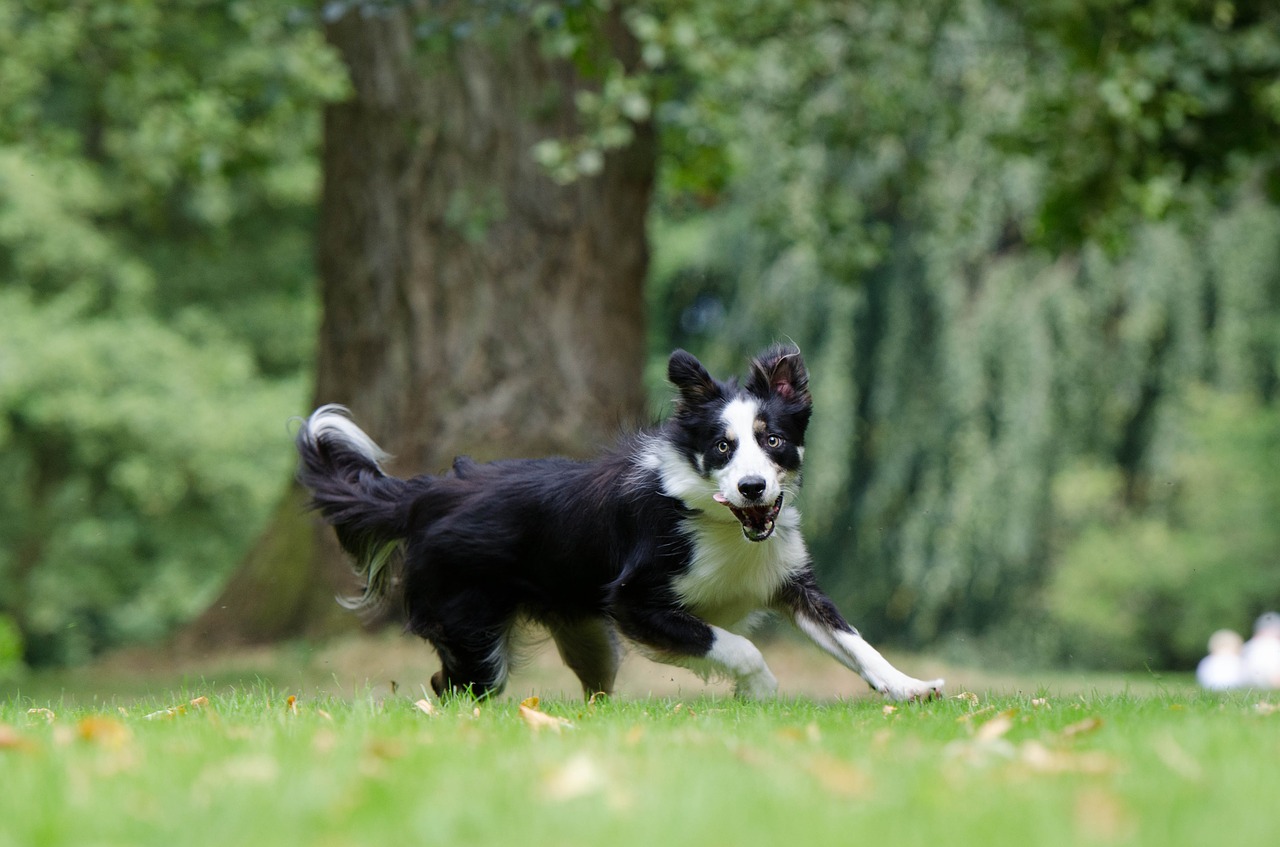 border collie running dog young dog free photo