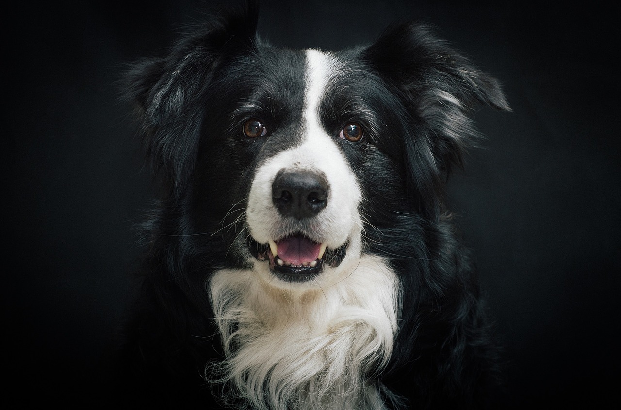 border collie dog portrait free photo