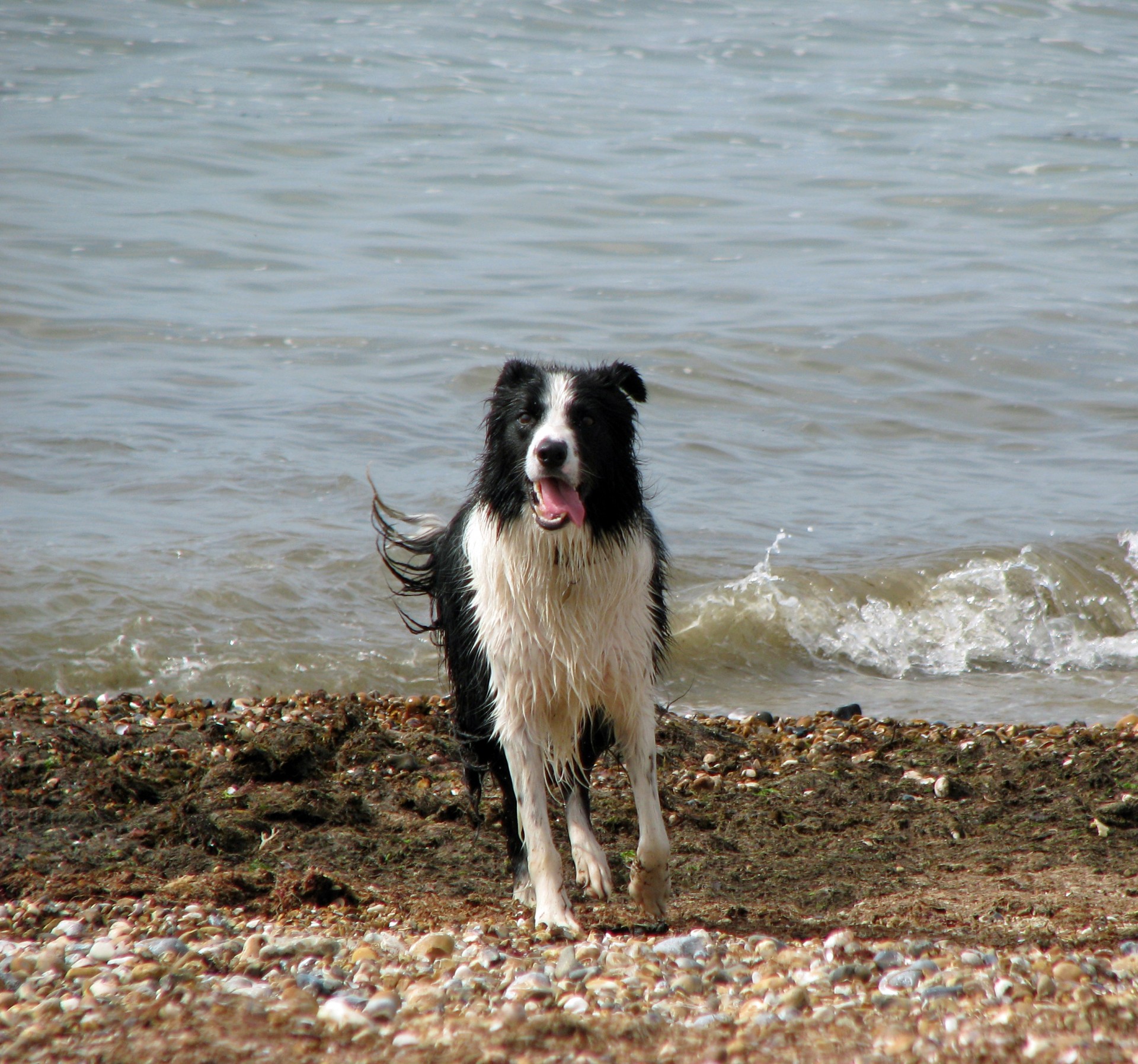 border collie collie dog free photo