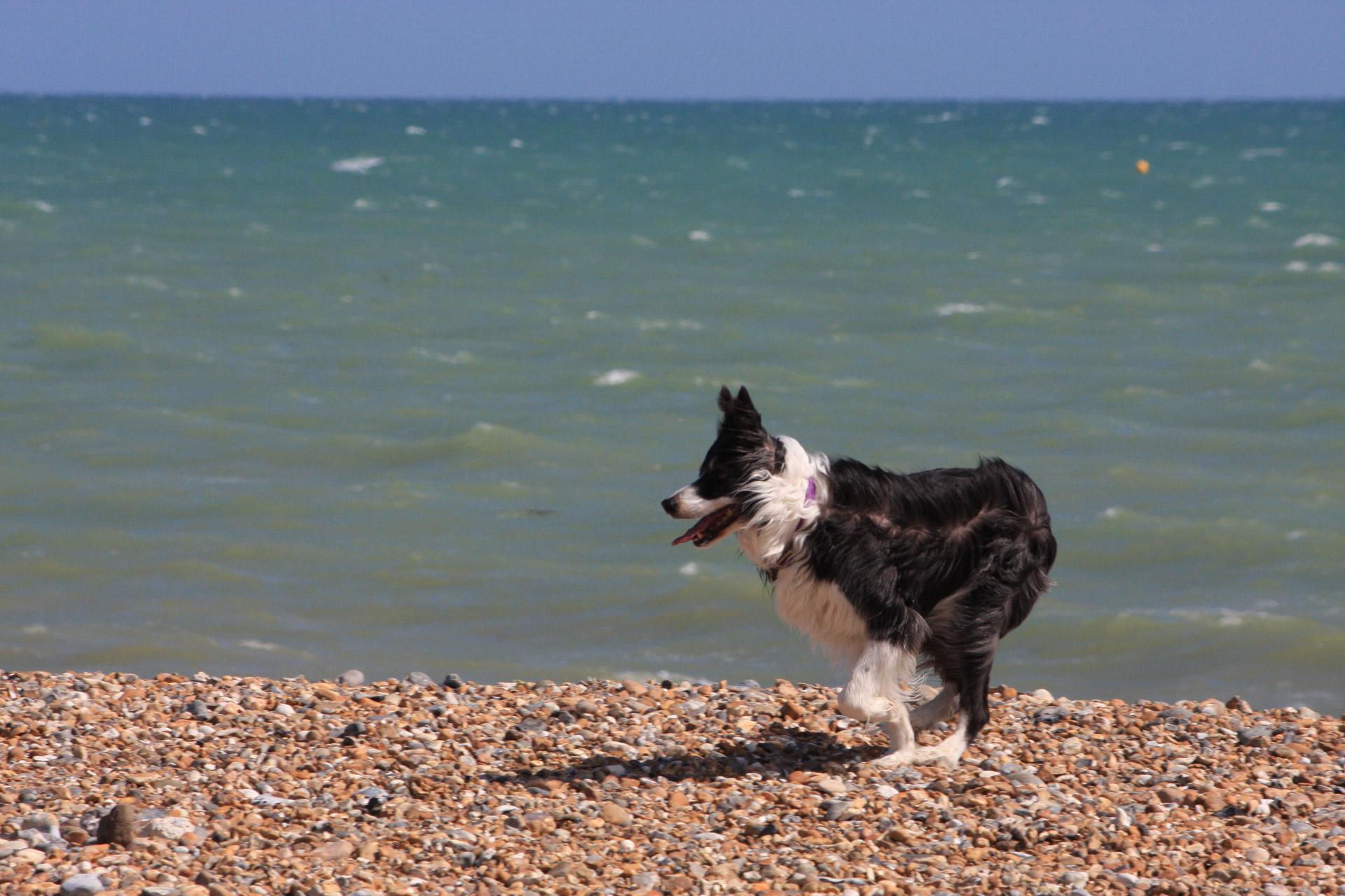 border collie collie dog free photo