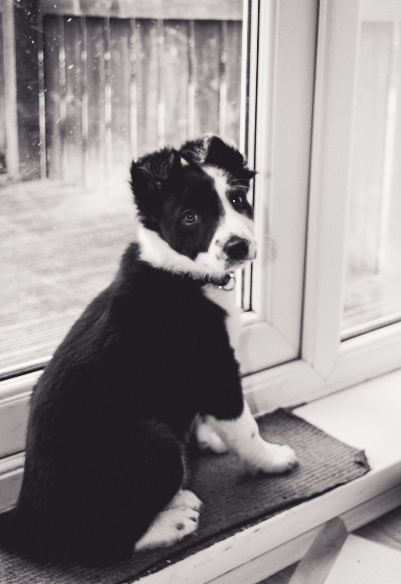 border collie puppy black white free photo