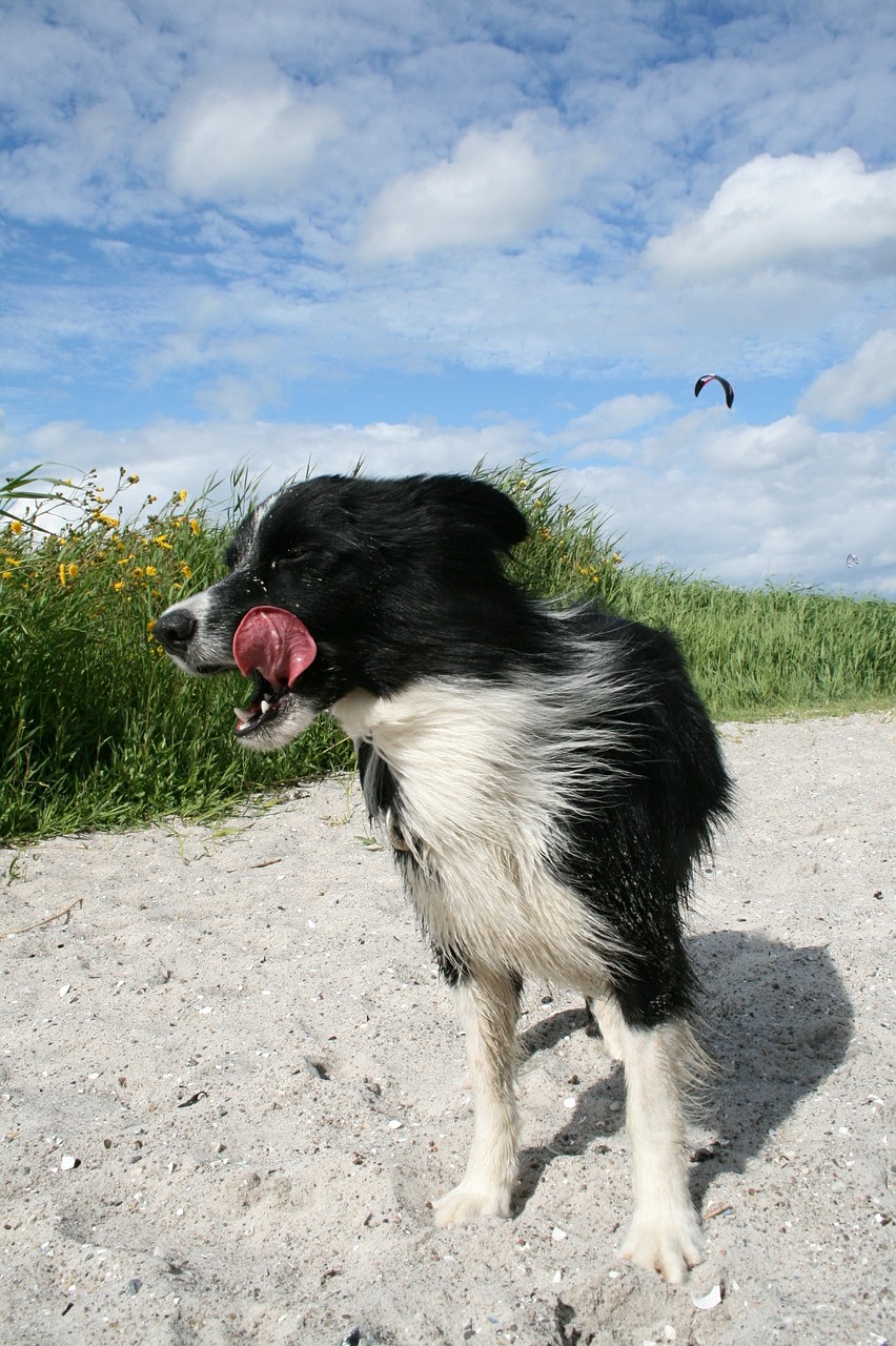 border colly dog beach free photo