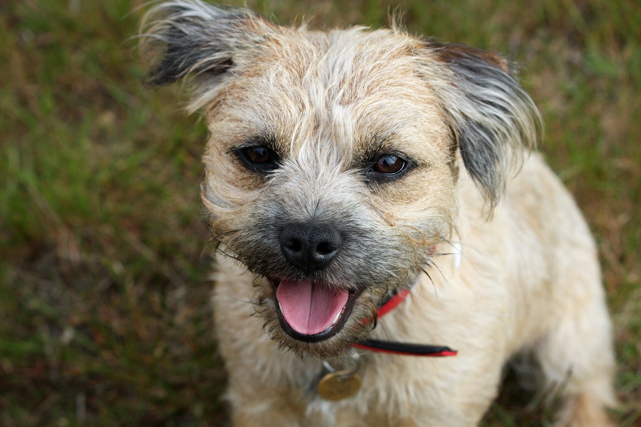 border terrier terrier dog free photo