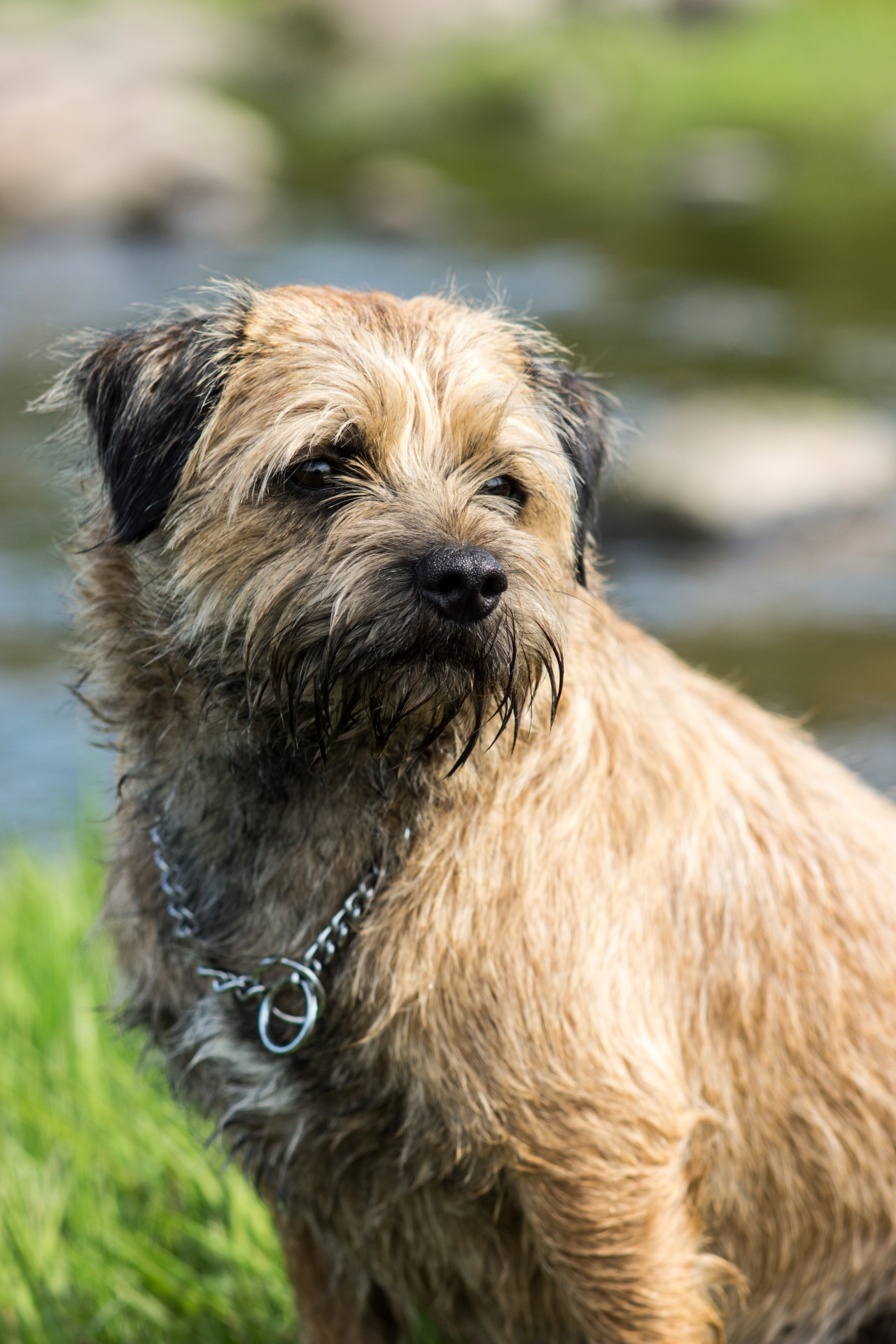 border terrier dog northumberland border terrier free photo