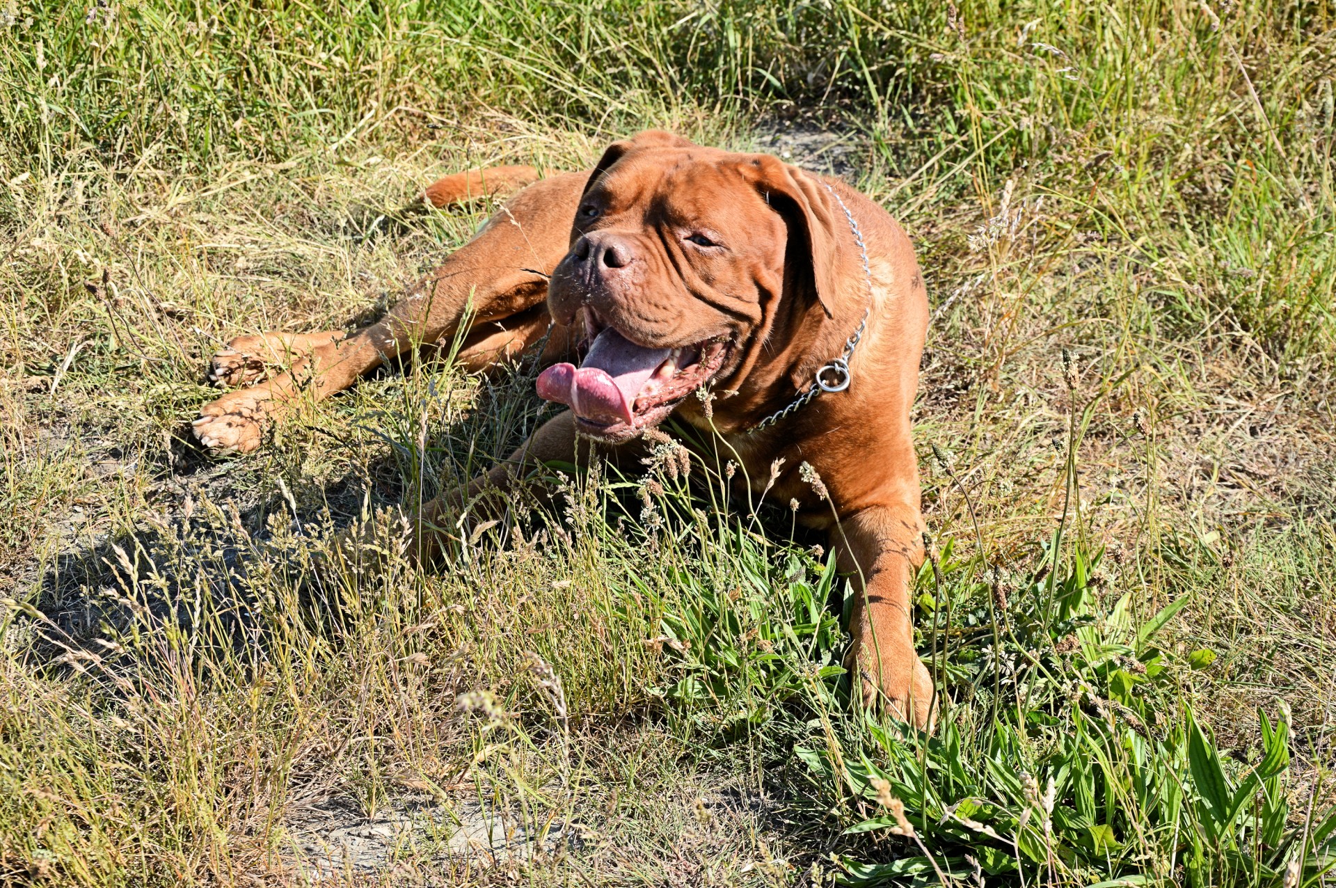 harley dog bordeaux free photo