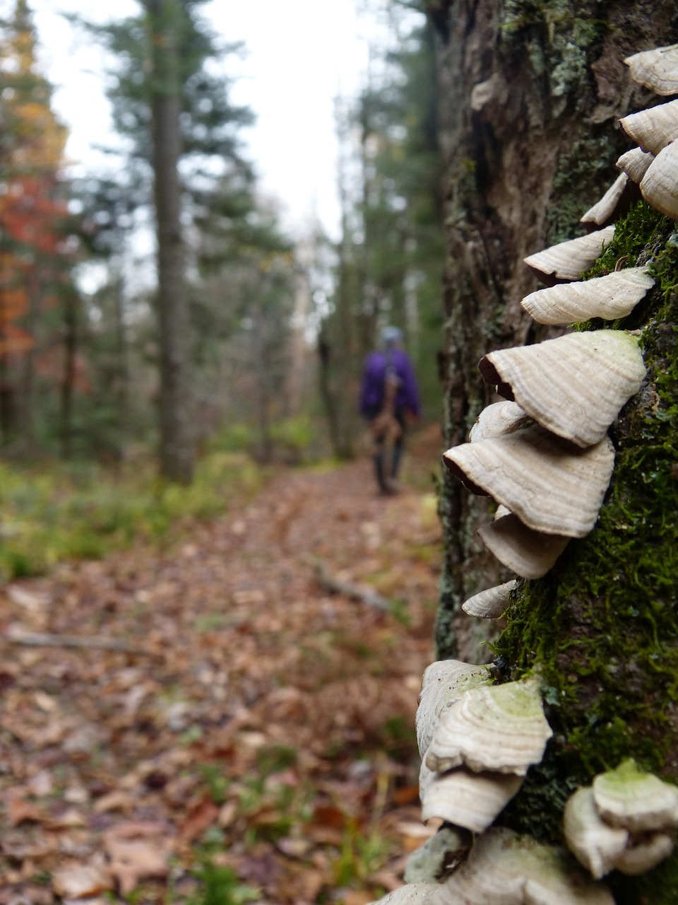 boreal forest mushrooms hiking free photo