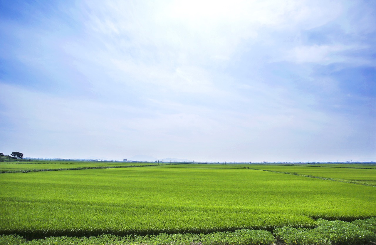 boreas  rice paddies  landscape free photo