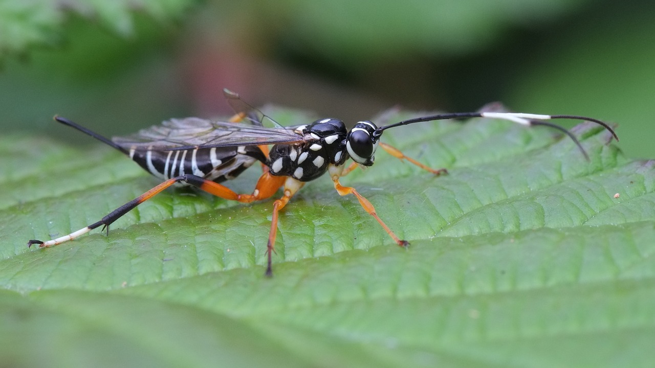 borer insect bug free photo