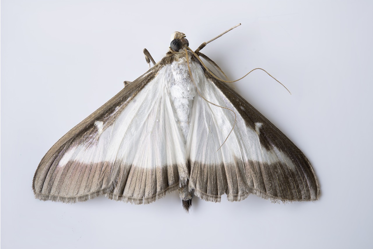 cydalima perspectalis butterfly moth free photo