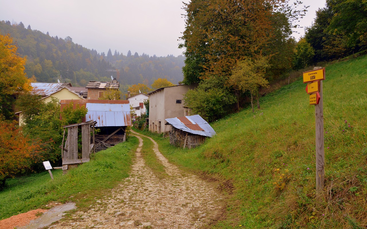 borgo trail tree free photo