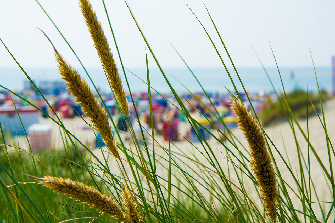 borkum beach holiday free photo