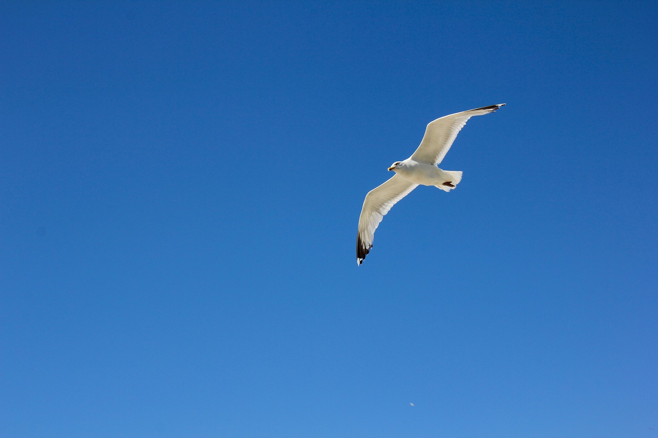 borkum seagull in flight sky free photo