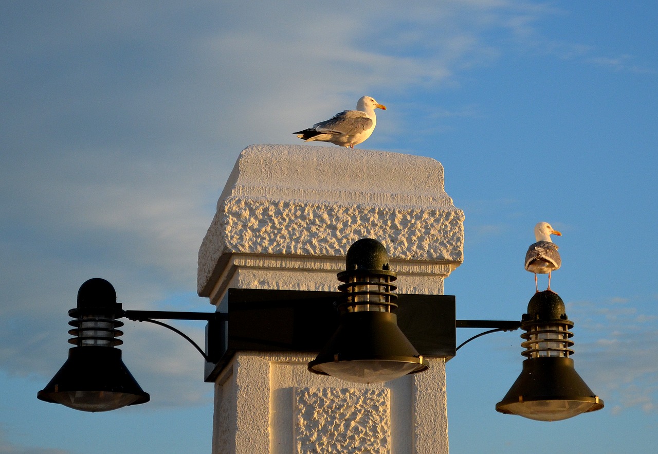 borkum promenade gulls free photo