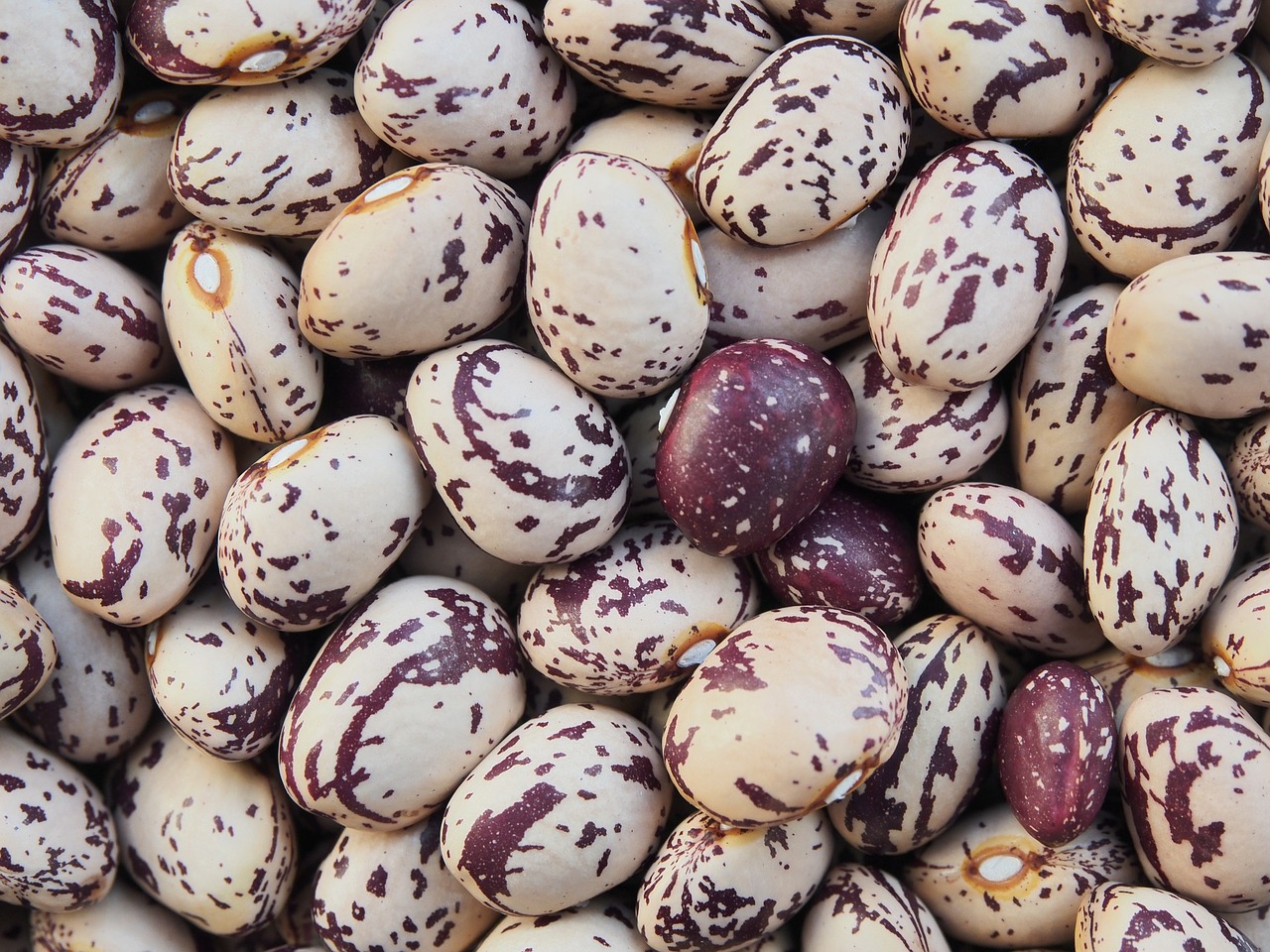borlotti beans dried free photo