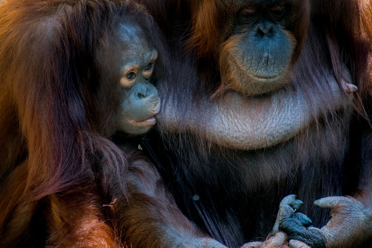 bornean  orangutan  monkey free photo
