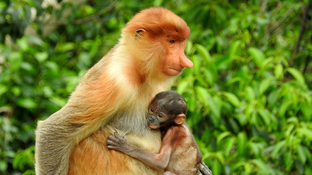 borneo sepilok proboscis monkey free photo