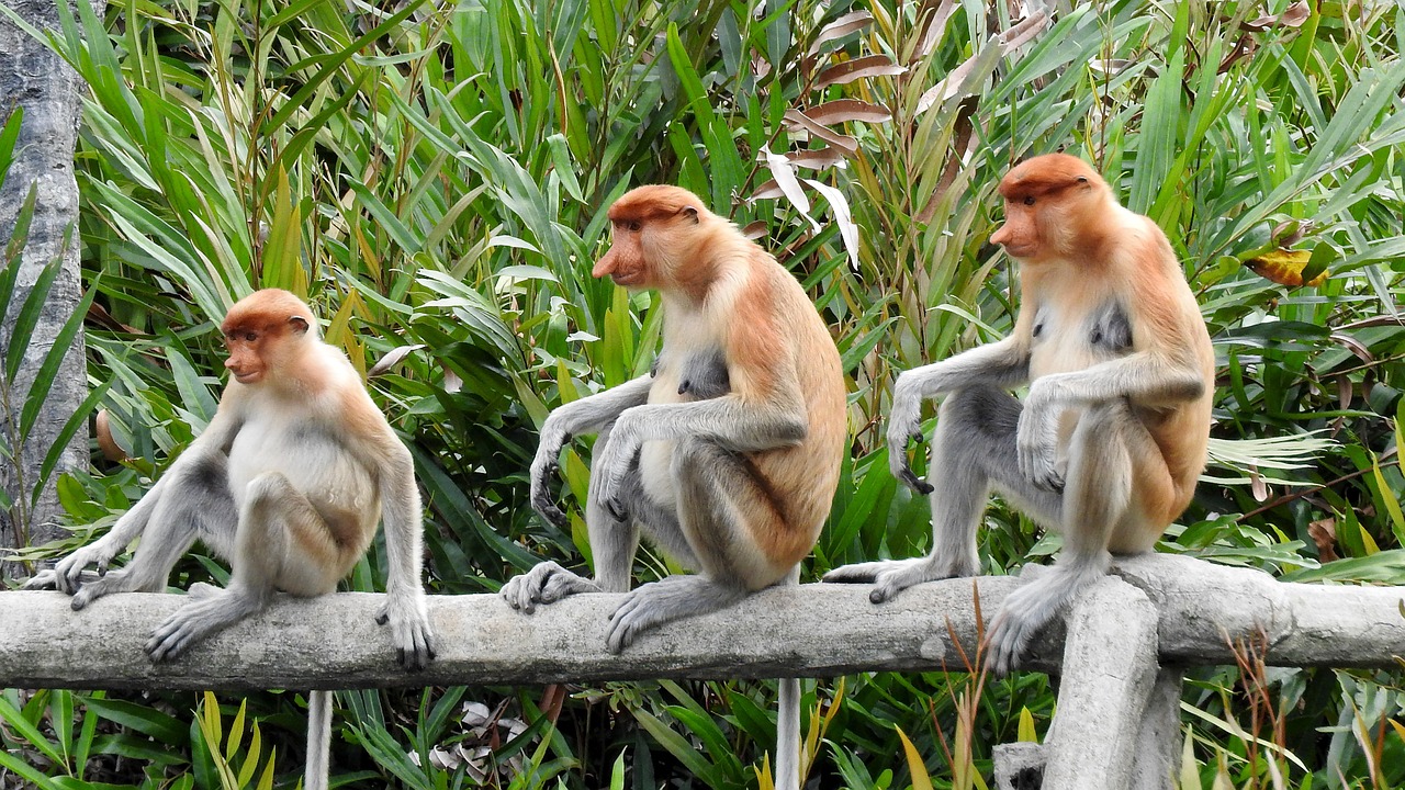 borneo sepilok proboscis monkey free photo
