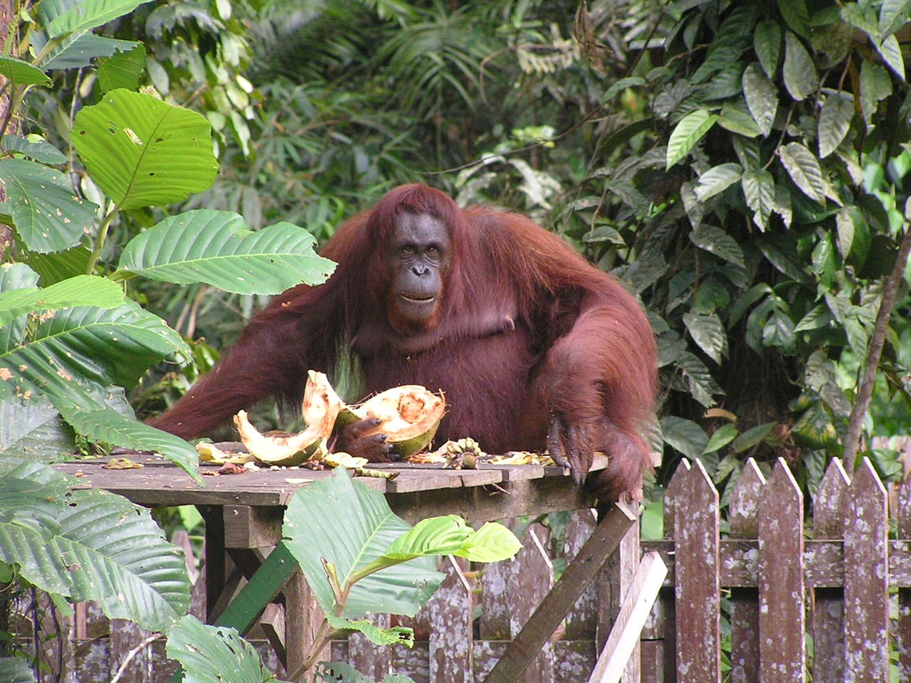 borneo kuching bako park free photo