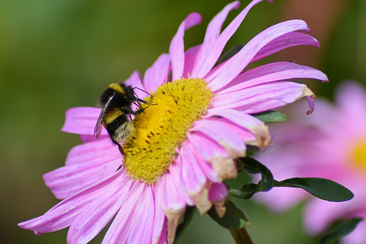bornholm bee blossom free photo