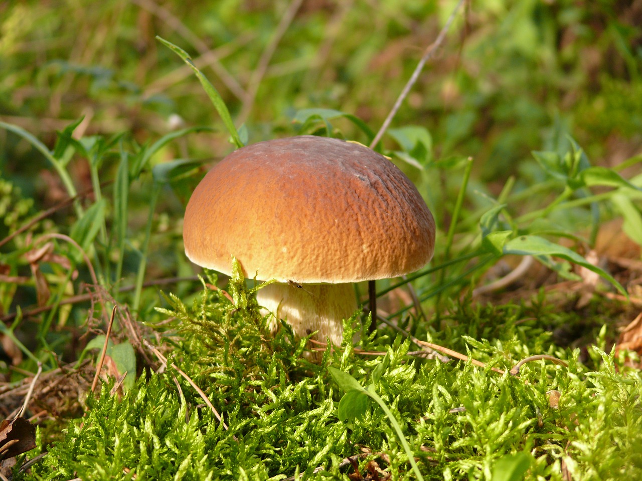 mushroom borovichok forest free photo