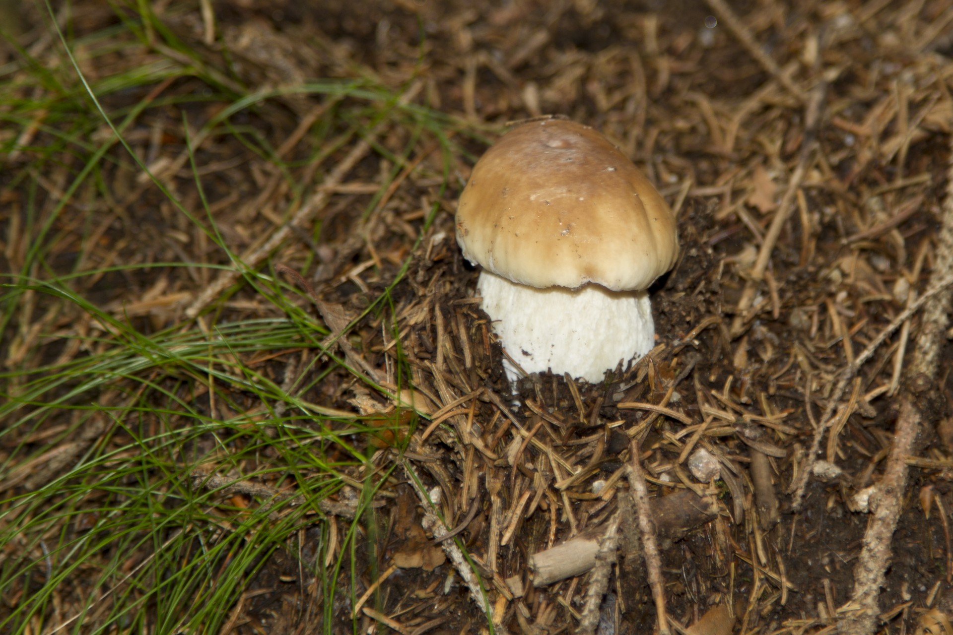 boletus mushroom boletus mushroom free photo