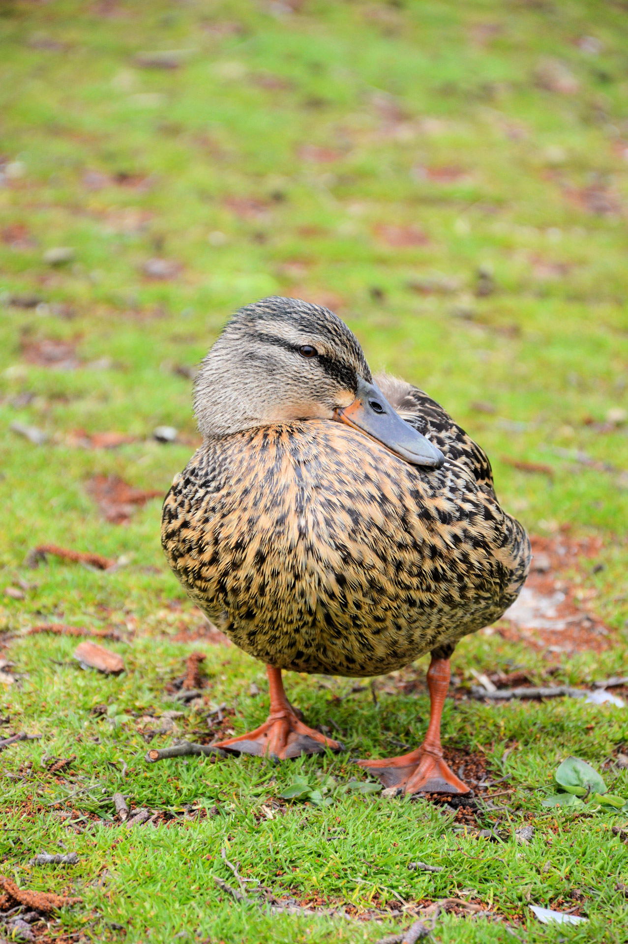 animal nature farm free photo