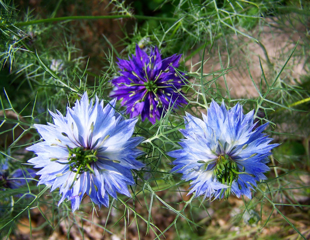 borzaskata blue garden flowers summer flower free photo