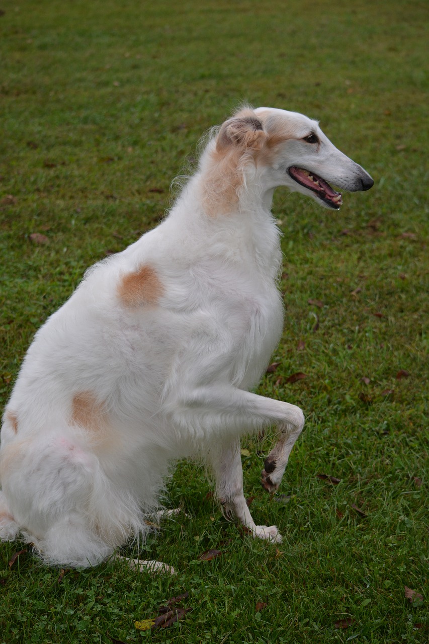 borzoi russian wolfhound breed free photo