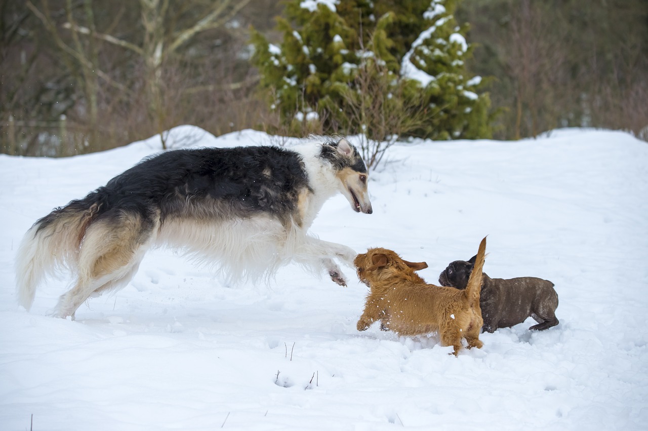 borzoi  russian greyhound  greyhound free photo