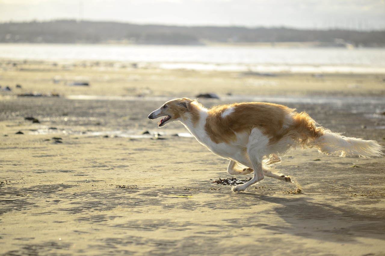 borzoi  bitch  sea free photo