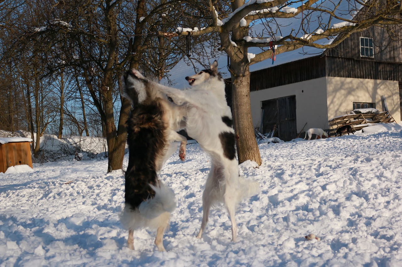 borzoi greyhound snow free photo