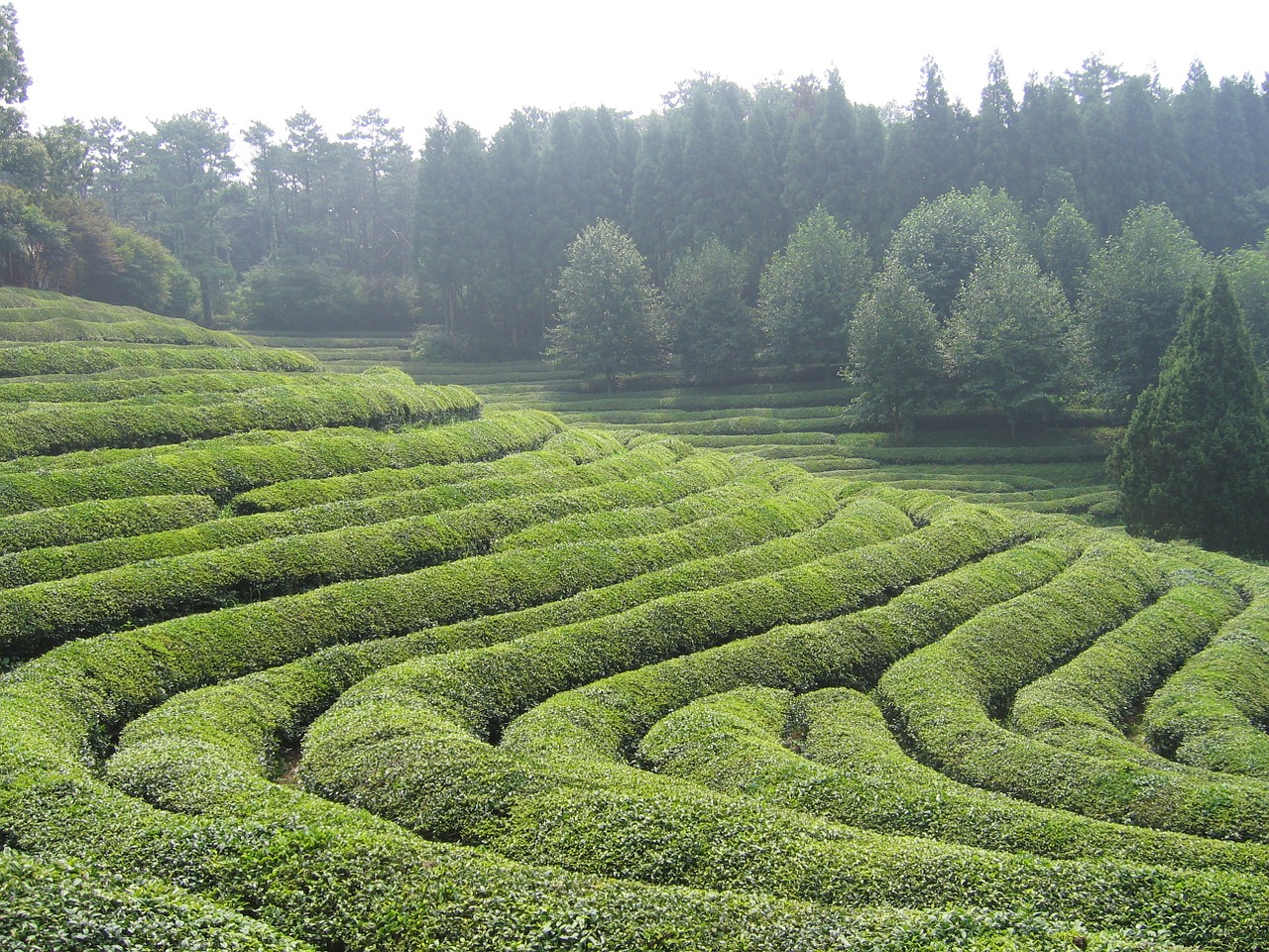 boseong tea green tea plantation free photo