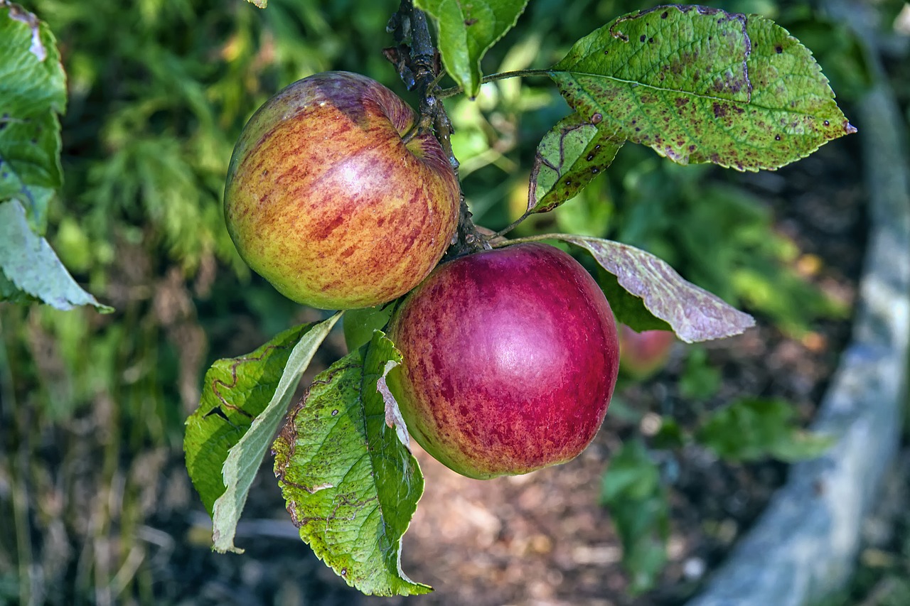 boskoop apple fruit free photo