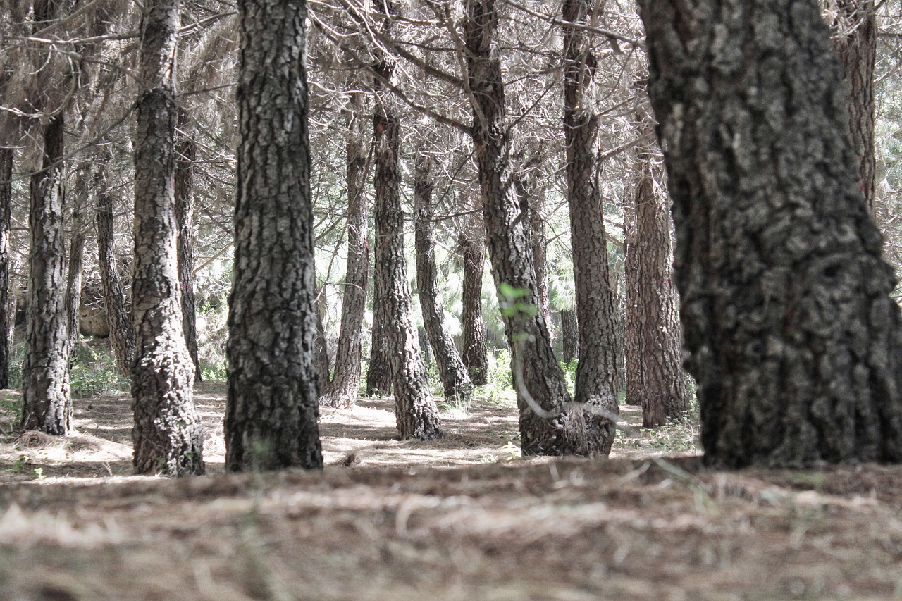 bosque pinos forest free photo
