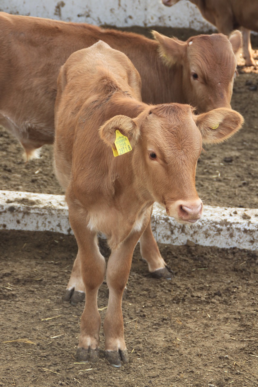 boss taurus farm veal free photo