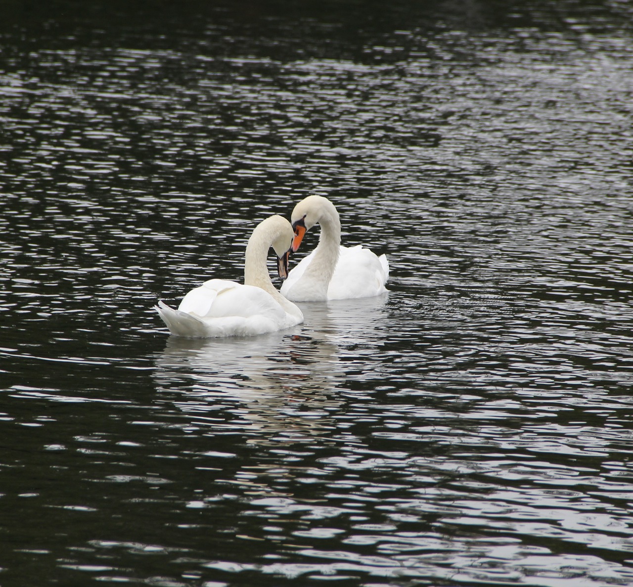 boston commons lovebirds swans free photo