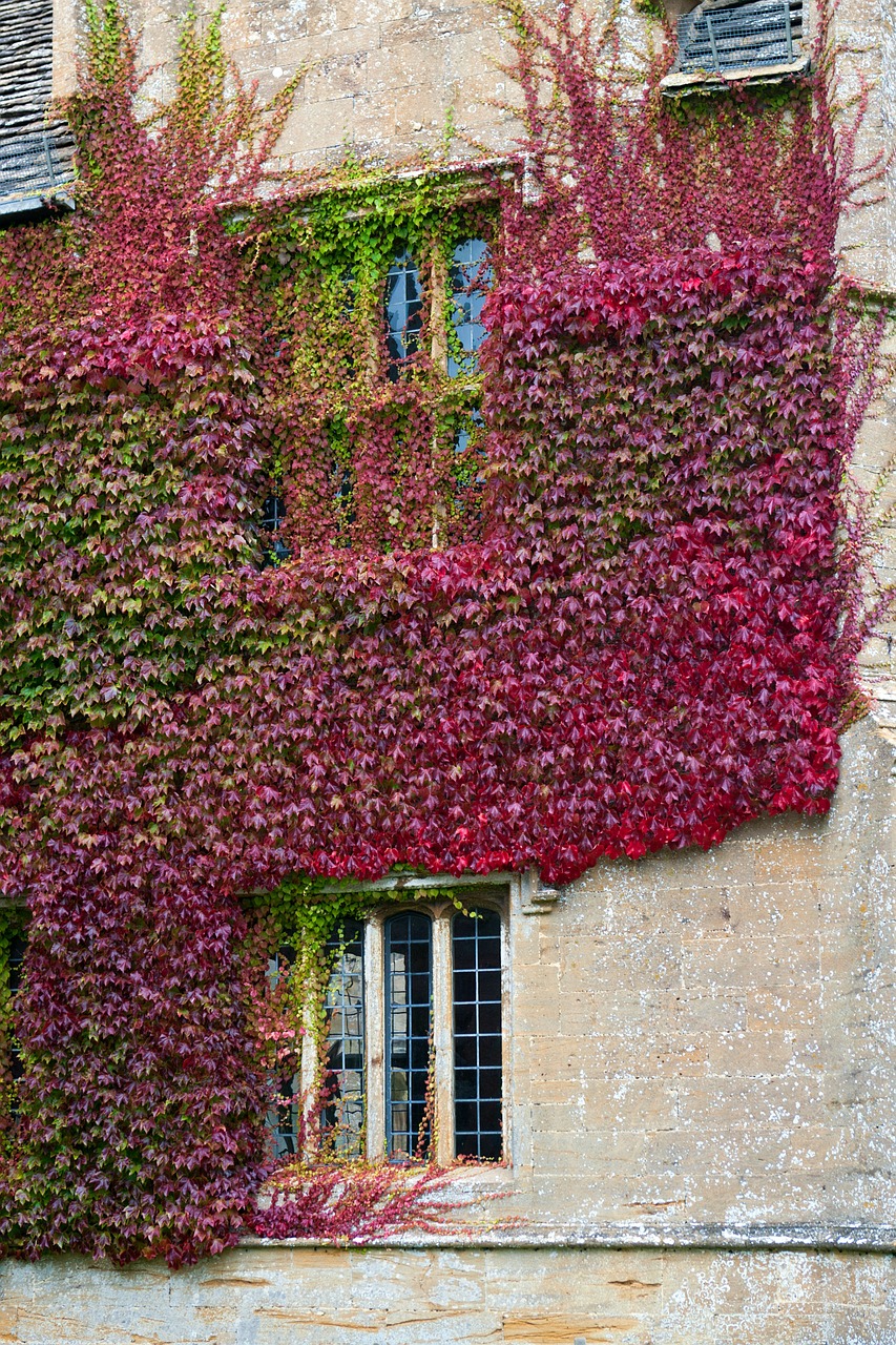 boston ivy stone wall climbing free photo